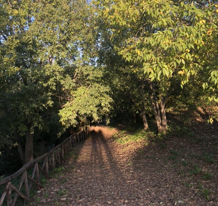 Cocci e Castagne, online. A live-streamed autumnal wander and chat through Testaccio with Agnes Crawford and Rachel Roddy. Thursday 19 November, 2020 at 3.30pm Rome time.